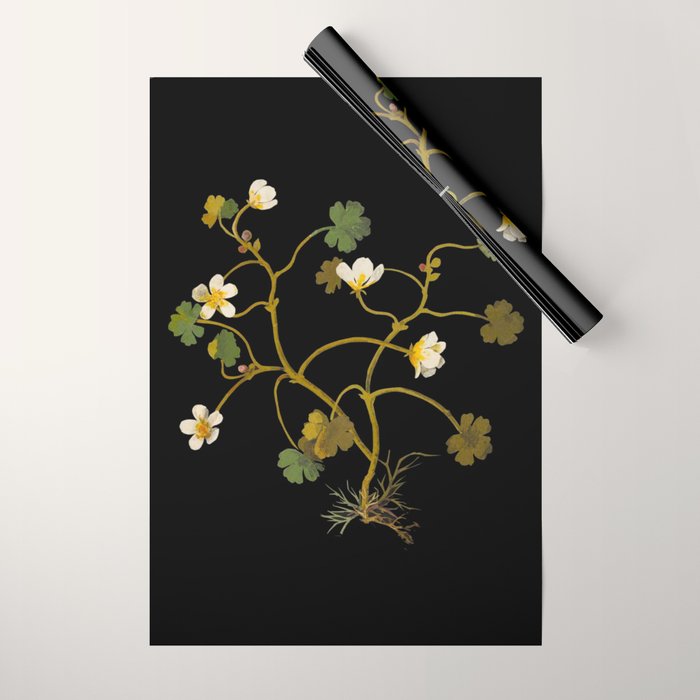 Ranunculus Aquaticus (Polyandria Polygynia) by Mary Delany Paper Collage Floral Flower Botanical Paper Mosaic Vintage Scientific Plant Anatomy Wrapping Paper Gallery Image 1