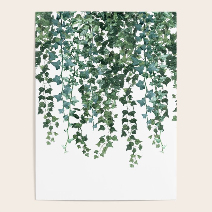 Ivy Vine Drop Poster Gallery Image 4