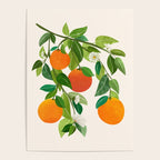 Oranges and Blossoms Tropical Fruit Painting Poster Gallery Image 4
