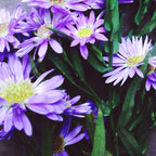 Pretty Blue Flowers Coffee Mug Gallery Image 2