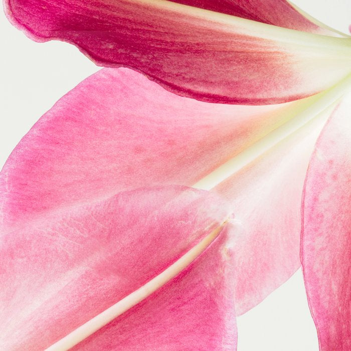 Pink Petals - Flower Photography, Botanical Coffee Mug Gallery Image 2