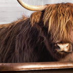 Highland Cow in the Tub Coffee Mug Gallery Image 2