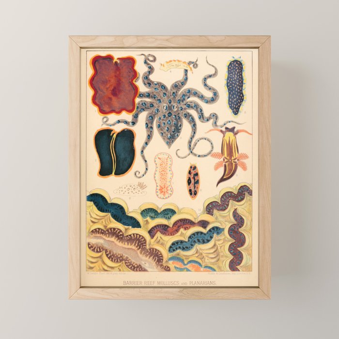Molluscs from âThe Great Barrier Reef of Australiaâ by William Saville Kent, 1893 Mini Art Print Gallery Image 1