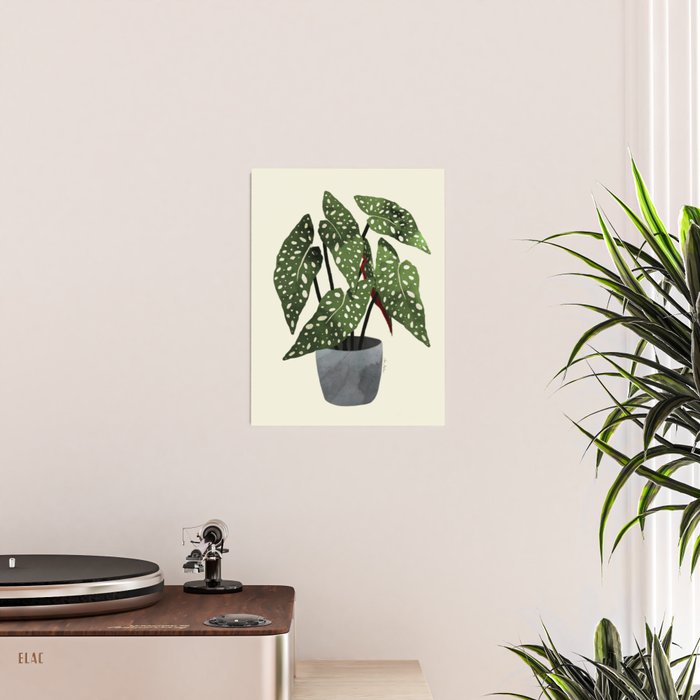 begonia maculata interior plant Poster Gallery Image 2