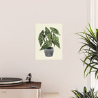begonia maculata interior plant Poster Gallery Image 2