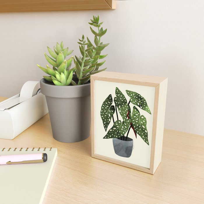 begonia maculata interior plant Mini Art Print Gallery Image 2