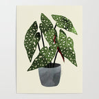 begonia maculata interior plant Poster Gallery Image 4