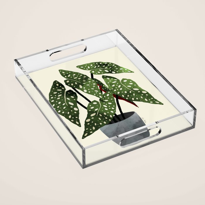 begonia maculata interior plant Acrylic Tray Gallery Image 1
