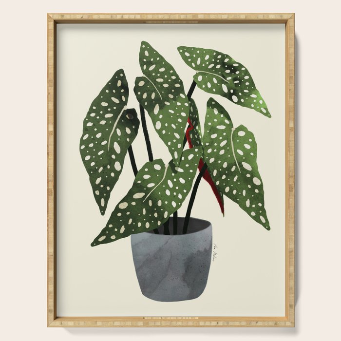 begonia maculata interior plant Serving Tray Gallery Image 1