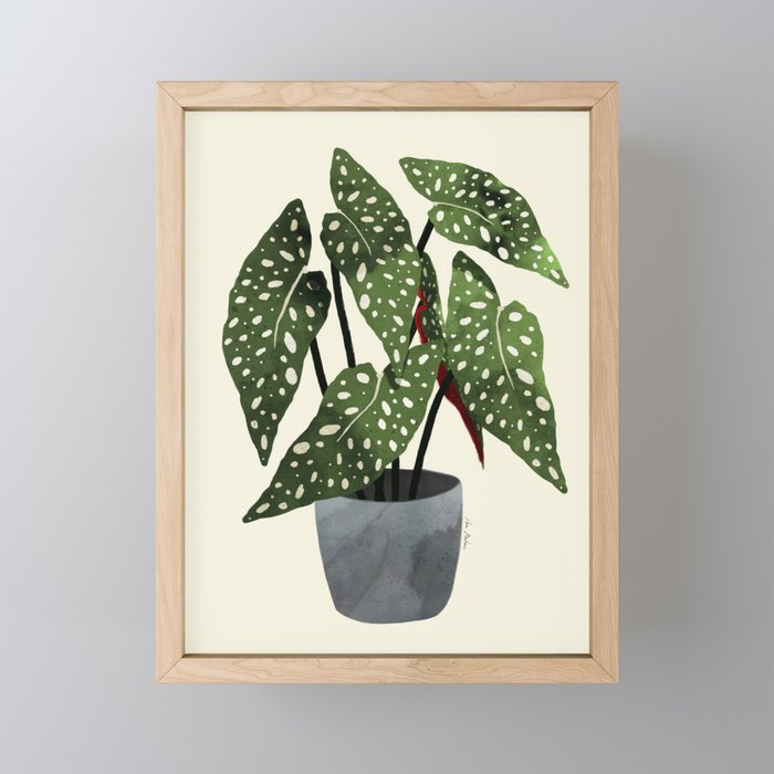begonia maculata interior plant Mini Art Print Gallery Image 1