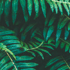 Ferns  Coffee Mug Gallery Image 2