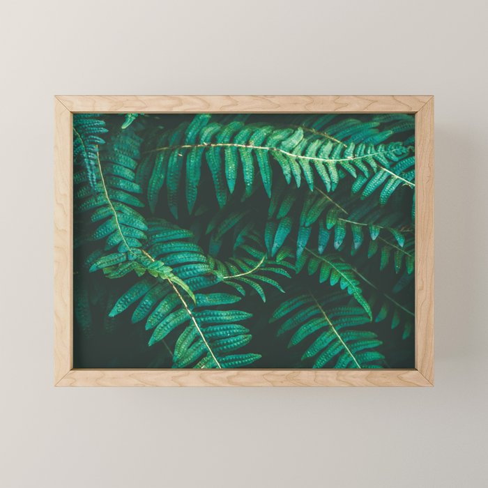 Ferns  Mini Art Print Gallery Image 1