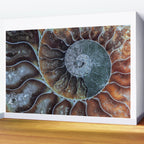 Spiral Ammonite Fossil Wall Mural Gallery Image 2