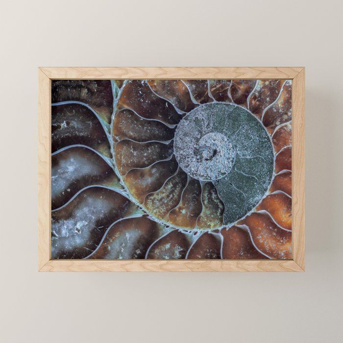 Spiral Ammonite Fossil Mini Art Print Gallery Image 1