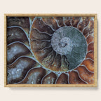 Spiral Ammonite Fossil Serving Tray Gallery Image 1