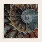 Spiral Ammonite Fossil Wood Wall Art Gallery Image 1