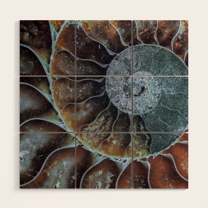 Spiral Ammonite Fossil Wood Wall Art Gallery Image 1