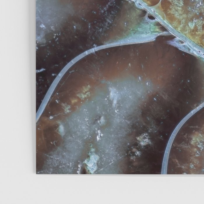 Spiral Ammonite Fossil Poster Gallery Image 3