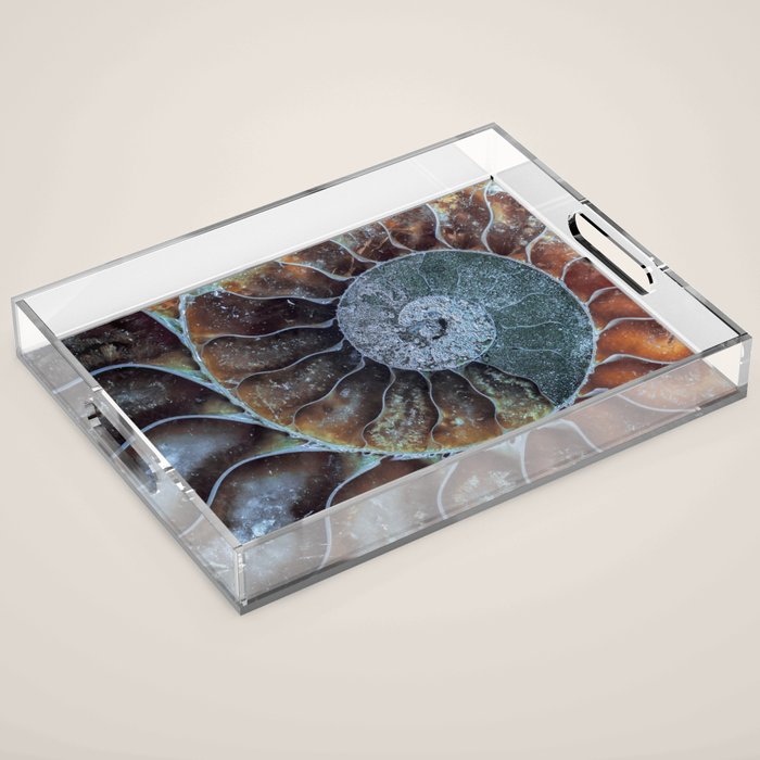 Spiral Ammonite Fossil Acrylic Tray Gallery Image 1
