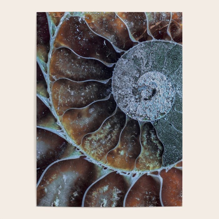 Spiral Ammonite Fossil Poster Gallery Image 4