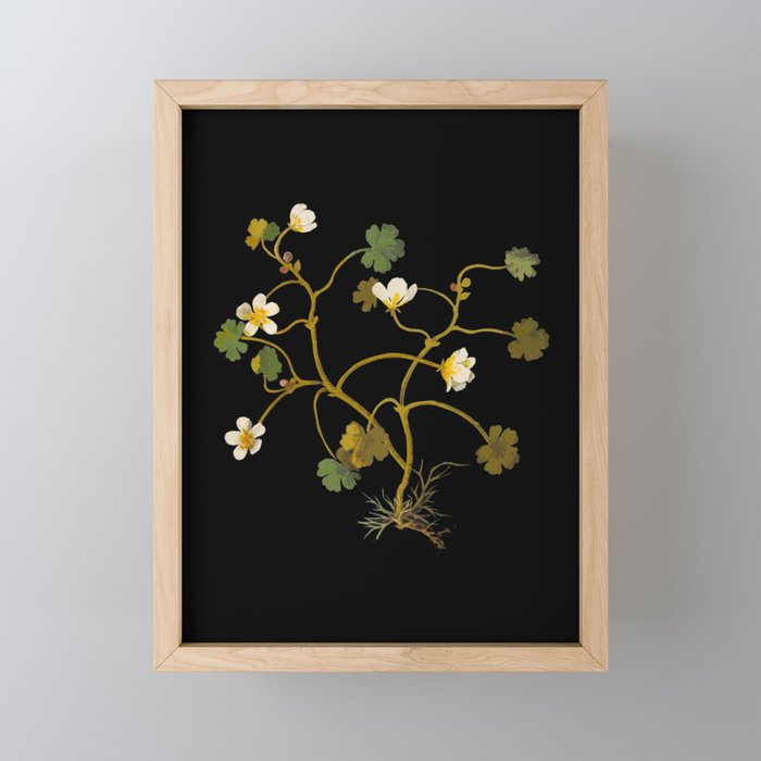 Ranunculus Aquaticus (Polyandria Polygynia) by Mary Delany Paper Collage Floral Flower Botanical Paper Mosaic Vintage Scientific Plant Anatomy Mini Art Print Gallery Image 1