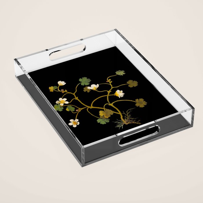 Ranunculus Aquaticus (Polyandria Polygynia) by Mary Delany Paper Collage Floral Flower Botanical Paper Mosaic Vintage Scientific Plant Anatomy Acrylic Tray Gallery Image 1