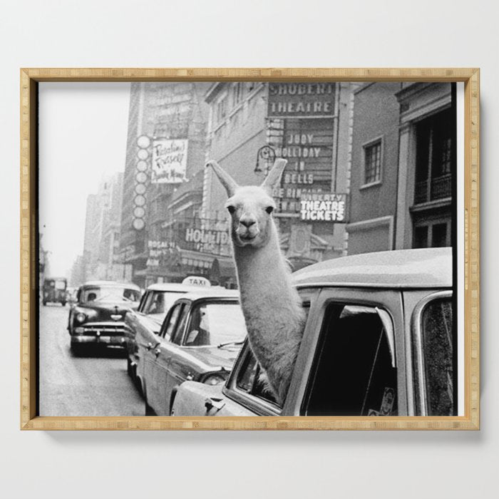  llama in times square print - a llama in times square-Llama Riding in Taxi, Black and White Vintage Serving Tray Gallery Image 1