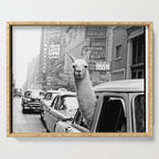 llama in times square print - a llama in times square-Llama Riding in Taxi, Black and White Vintage Serving Tray Gallery Image 1