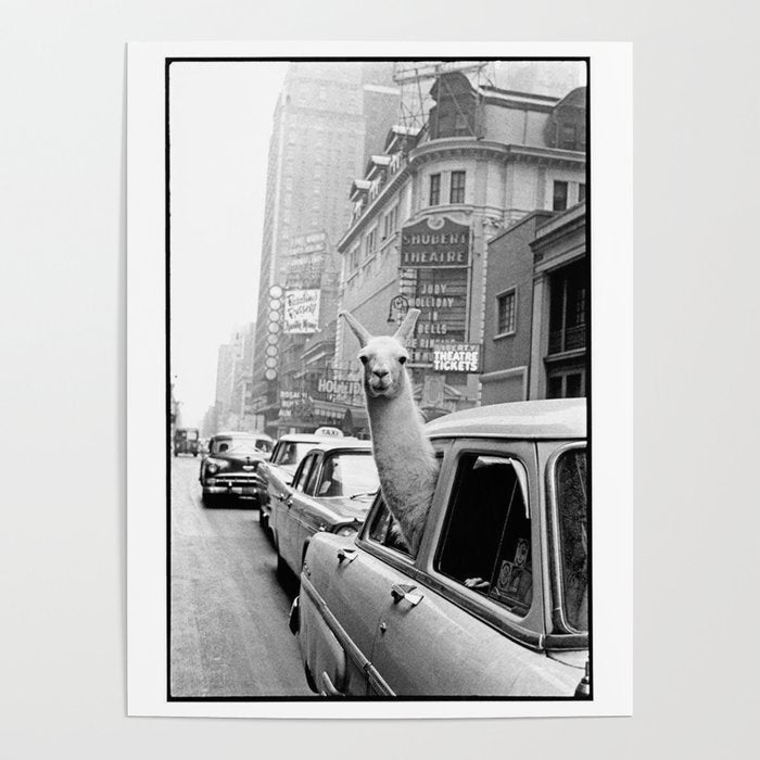  llama in times square print - a llama in times square-Llama Riding in Taxi, Black and White Vintage Poster Gallery Image 4
