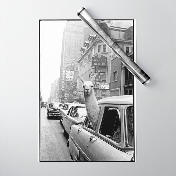  llama in times square print - a llama in times square-Llama Riding in Taxi, Black and White Vintage Wrapping Paper Gallery Image 1