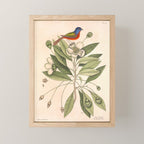 Painted bunting by Mark Catesby, 1729-1731 (benefitting The Nature Conservancy) Mini Art Print Gallery Image 1