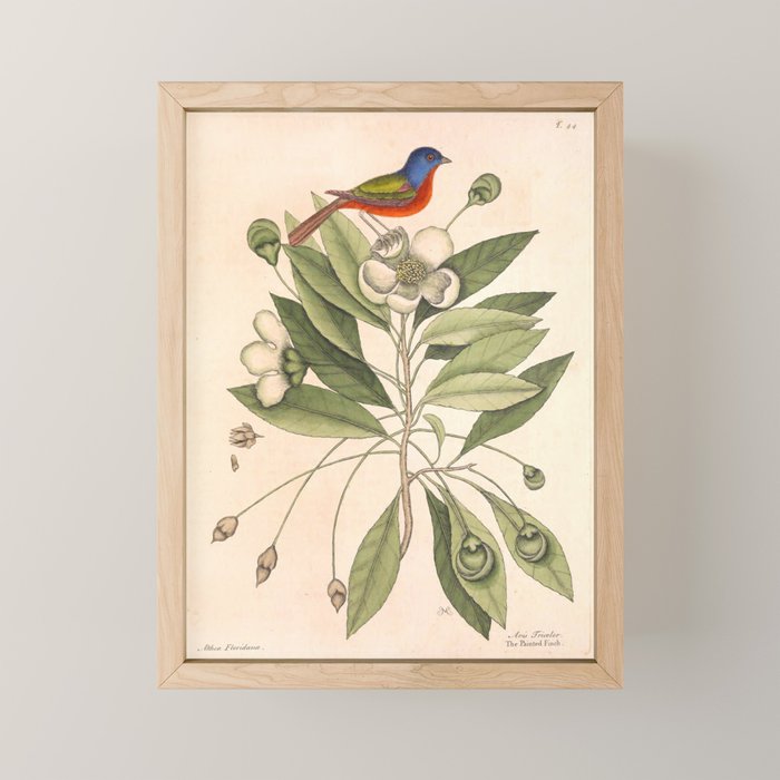 Painted bunting by Mark Catesby, 1729-1731 (benefitting The Nature Conservancy) Mini Art Print Gallery Image 1