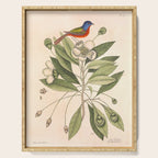 Painted bunting by Mark Catesby, 1729-1731 (benefitting The Nature Conservancy) Serving Tray Gallery Image 1