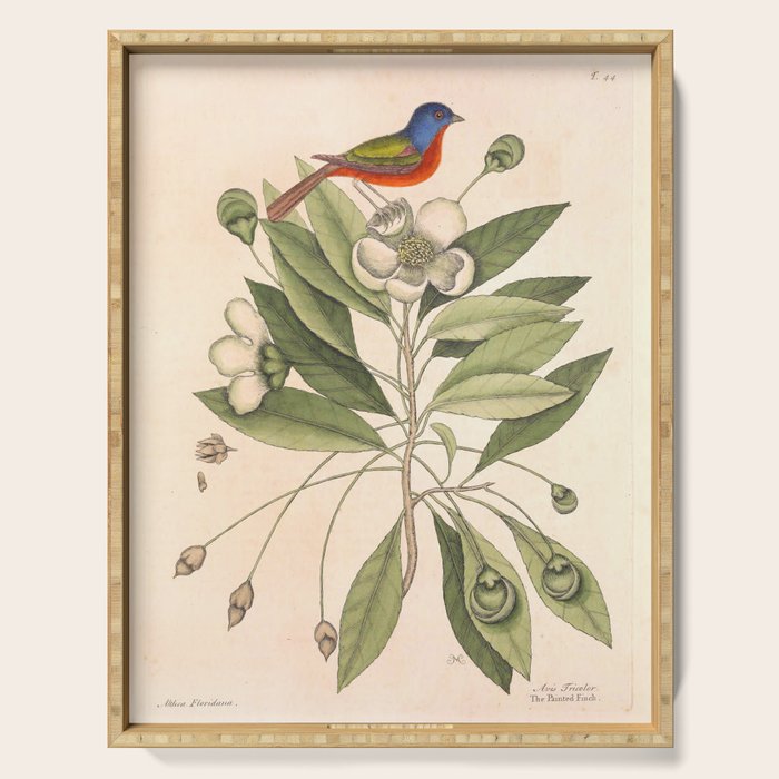 Painted bunting by Mark Catesby, 1729-1731 (benefitting The Nature Conservancy) Serving Tray Gallery Image 1
