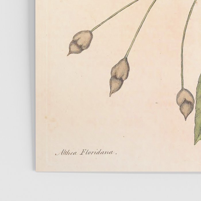 Painted bunting by Mark Catesby, 1729-1731 (benefitting The Nature Conservancy) Poster Gallery Image 3