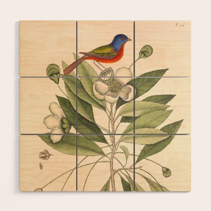 Painted bunting by Mark Catesby, 1729-1731 (benefitting The Nature Conservancy) Wood Wall Art Gallery Image 1