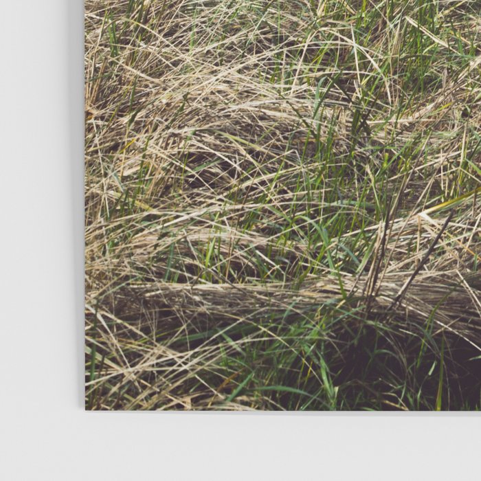 Oregon Dune Grass Adventure - Nature Photography Poster Gallery Image 3