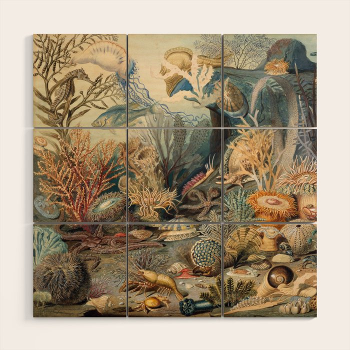 Ocean Life by James M Sommerville 1859 Funky Quirky Cute Cozy Boho Maximalism Maximalist Wood Wall Art Gallery Image 1
