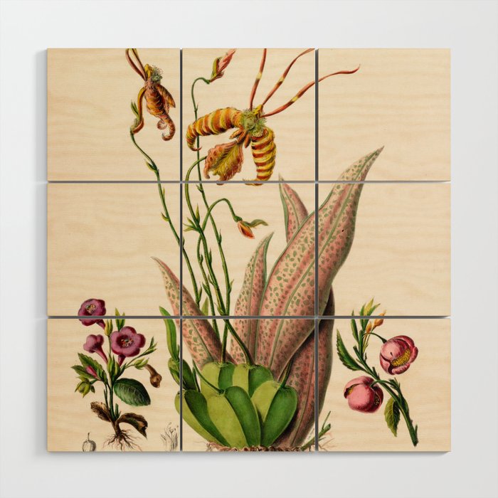 Butterfly orchid from "Flore dâAmÃ©rique" by Ãtienne Denisse, 1840s Wood Wall Art Gallery Image 1