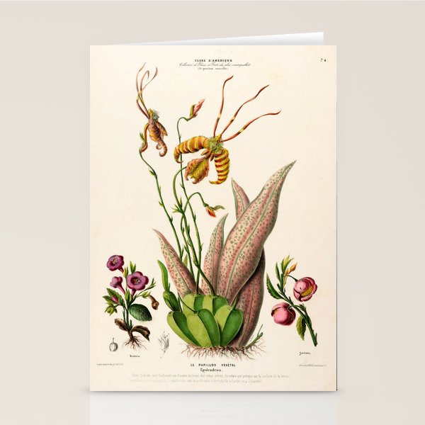 Butterfly orchid from "Flore dâAmÃ©rique" by Ãtienne Denisse, 1840s Stationery Card Gallery Image 1