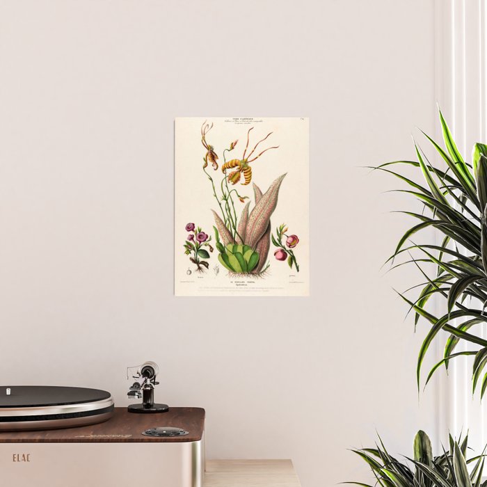 Butterfly orchid from "Flore dâAmÃ©rique" by Ãtienne Denisse, 1840s Poster Gallery Image 2