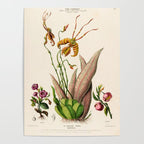 Butterfly orchid from "Flore dâAmÃ©rique" by Ãtienne Denisse, 1840s Poster Gallery Image 4