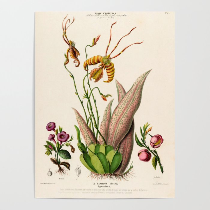 Butterfly orchid from "Flore dâAmÃ©rique" by Ãtienne Denisse, 1840s Poster Gallery Image 4