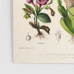Butterfly orchid from "Flore dâAmÃ©rique" by Ãtienne Denisse, 1840s Poster Gallery Image 3