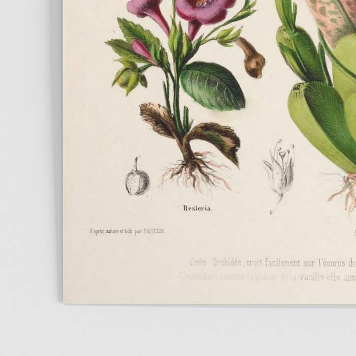 Butterfly orchid from "Flore dâAmÃ©rique" by Ãtienne Denisse, 1840s Poster Gallery Image 3