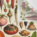 Adolphe Millot Legumes Plant Potageres Vintage Scientific Encyclopedia Illustration Lithograph  Wall Tapestry Gallery Image 3