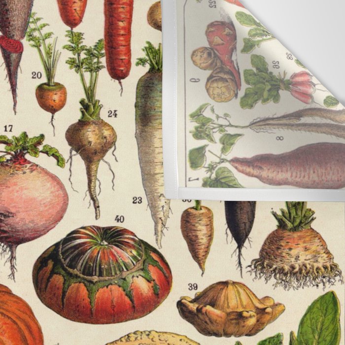 Adolphe Millot Legumes Plant Potageres Vintage Scientific Encyclopedia Illustration Lithograph  Wall Tapestry Gallery Image 3