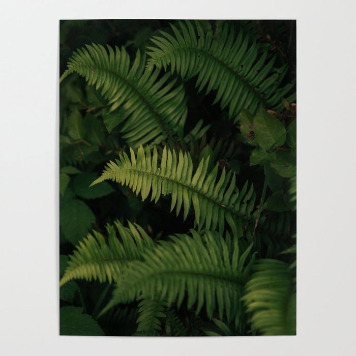 Ferns VIII Poster Gallery Image 4