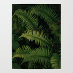 Ferns VIII Poster Gallery Image 4