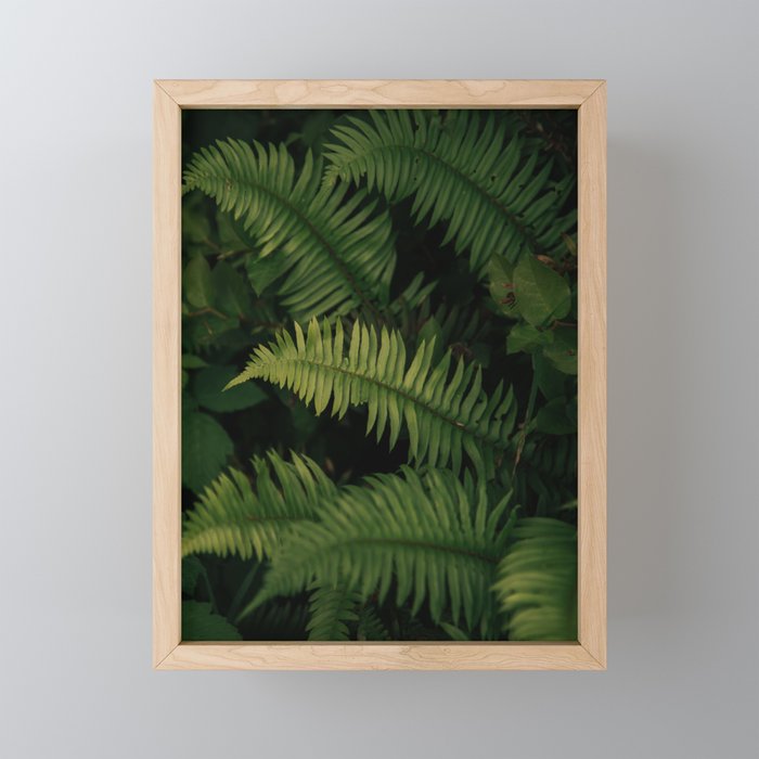 Ferns VIII Mini Art Print Gallery Image 1